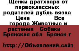 Щенки дратхаара от первоклассных  родителей(дубль вязка) › Цена ­ 22 000 - Все города Животные и растения » Собаки   . Брянская обл.,Брянск г.